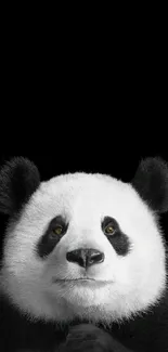 Black and white panda portrait with black background.