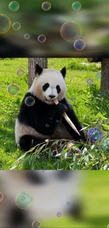 Panda sitting with bamboo and bubbles in a vibrant green setting.