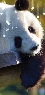 Panda lying on wooden platform in a sunny forest setting.