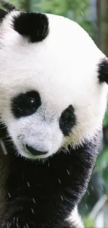 Panda Vertebrate Nature Live Wallpaper