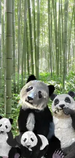 Charming panda family in lush bamboo forest mobile wallpaper.