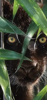 Panther peeking through the dense green jungle foliage.