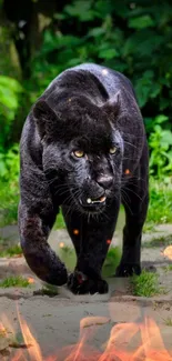 Black panther prowling in jungle wallpaper.