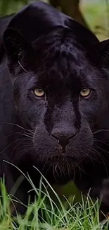 Majestic black panther in wild nature setting, staring intently.