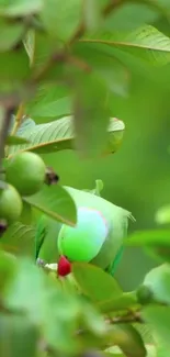 Parakeet hidden among lush green leaves.