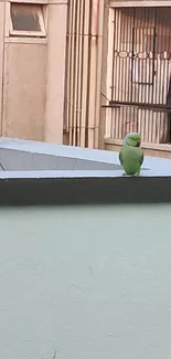 Green parakeet perched on balcony wall in urban setting.