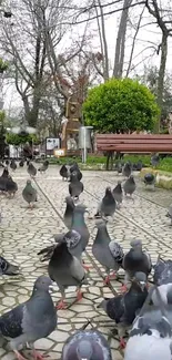 Flock of pigeons on a green park pathway on a cloudy day.