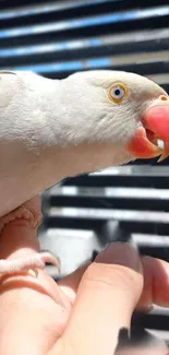 Close-up of a parrot perched in natural sunlight.