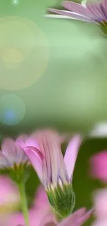 Pastel flowers with blurred green background creating a serene mobile wallpaper.