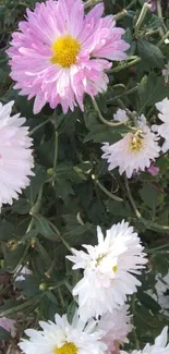 Pastel purple and white chrysanthemums in bloom.