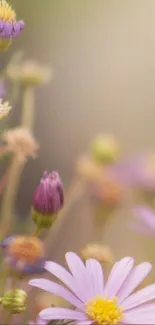 Serene pastel floral wallpaper with soft purple and pink blooms.