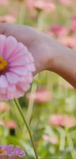 Hand holding a pastel pink flower in a vibrant garden setting.