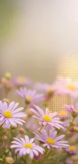 Delicate lilac daisies in soft focus pastel background.