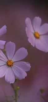 Elegant pastel flowers with soft pink petals and a soothing lavender background.