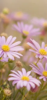 Soft pastel pink floral wallpaper with delicate blossoms and serene ambiance.