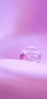 Delicate pastel pink flower with water droplet in focus.