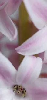 Close-up of pastel pink flowers with delicate petals for mobile wallpaper.