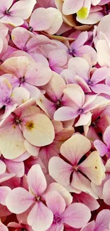 Pastel pink hydrangea flowers wallpaper.