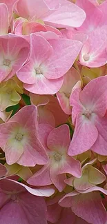 Closeup of pastel pink flowers, lush and elegant.