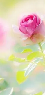 Delicate pastel pink rose with green leaves on a serene background.