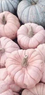 Pastel pumpkins in soft hues, perfect for mobile wallpaper.