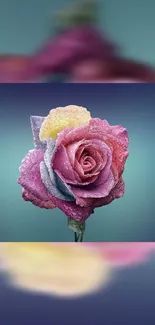 Vibrant pastel rose with pink and purple hues on phone wallpaper.