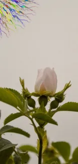 Pastel rosebud with colorful branches on a gray background.