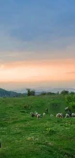 Sheep grazing on a green field under a colorful sunset sky.