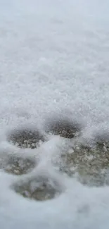 Close-up of a paw print in soft, fresh snow.