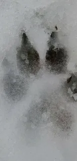 Animal paw print in fresh snow wallpaper.