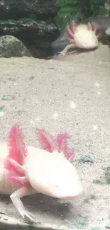 Two pink axolotls in a serene aquarium setting.