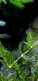 Serene aquarium wallpaper with green plants and swimming fish.