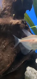 Serene aquarium scene with fish and driftwood.