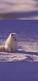 Arctic fox sitting peacefully on snowy ground in winter scene.