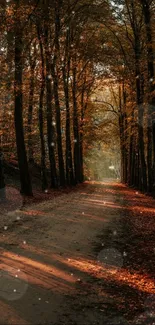 Sunlit forest path with autumn leaves in warm brown hues.