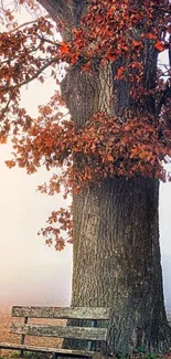 Tranquil autumn tree with bench in park.