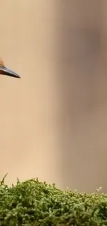 Bird perched on green moss with soft blurred background.