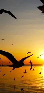 Birds flying over sunset-lit ocean with an orange sky.