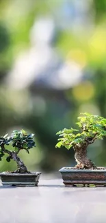 Two bonsai trees in pots with a blurred green background.