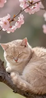 Serene beige cat resting on tree branch with pink cherry blossoms in background.