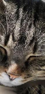 Close-up of a peaceful sleeping cat, showcasing detailed fur patterns.