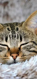 Close-up of a cozy sleeping tabby cat with closed eyes and fluffy fur.