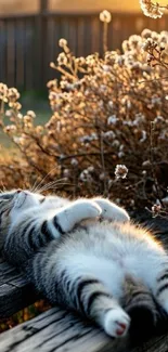 Tabby cat resting on a bench with autumn flowers.