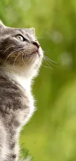 Gray cat gazing upwards amidst lush green scenery, creating a tranquil wallpaper.