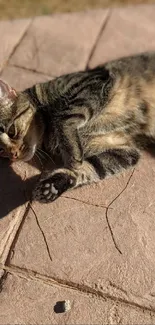 Tabby cat laying on sunlit pink stone pavement outdoors.