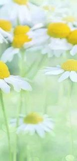 Mobile wallpaper with chamomile flowers against a soft green background.