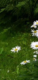 White daisies bloom amidst vibrant green foliage.