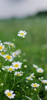 Daisies blooming in a lush green field with a serene atmosphere.