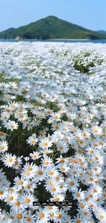 Mobile wallpaper featuring a field of daisies with a mountain backdrop.