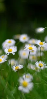 White daisies with yellow centers in a lush green meadow.